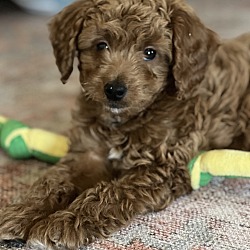 Wichita, KS - Goldendoodle/Affenpinscher. Meet Junie a Pet for Adoption ...