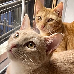 Thumbnail photo of Ginger and Chai #1