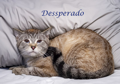 Thumbnail photo of Desperado #3