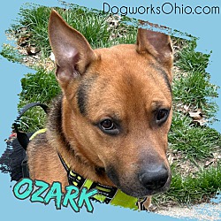 Thumbnail photo of Ozark #3