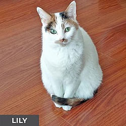 Thumbnail photo of Lily #4