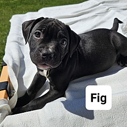 Photo of Fig (24-055 D)