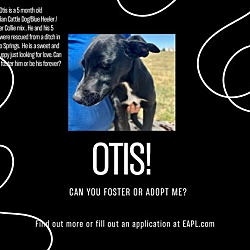 Thumbnail photo of Otis #4