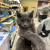 adopt a pet