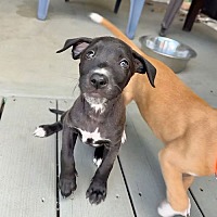 adopt a pet