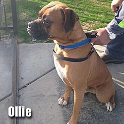Thumbnail photo of Ollie #2