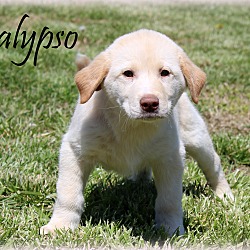 Thumbnail photo of Calypso~adopted! #4