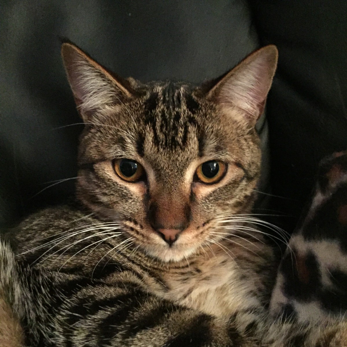  Adopt  Rengar A Brown  Tabby Domestic Shorthair Cat  In 