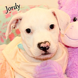 Thumbnail photo of Jordy~adopted! #1