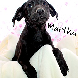Thumbnail photo of Martha~adopted! #2