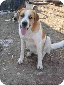 st bernard and lab mix
