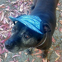 Thumbnail photo of Pookie #2