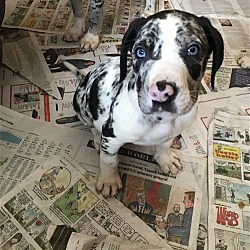 Thumbnail photo of ADOPTED! Riggs #4