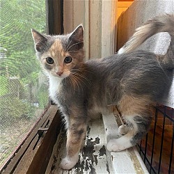 Photo of Cherry Kitten: BING PENDING ADOPTION