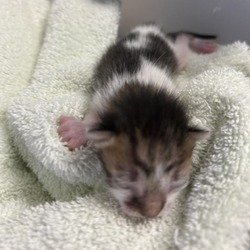 Thumbnail photo of Little Tike #3