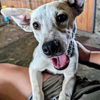 adopt a pet