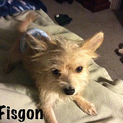 Photo of Fisgon