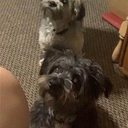 Photo of Milo