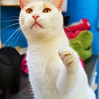 adopt a pet