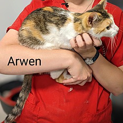 Thumbnail photo of Arwen #2