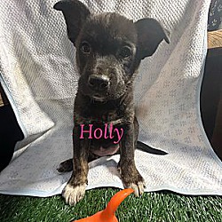 Thumbnail photo of Holly ~ meet me! #2