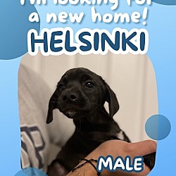 Photo of HELSINKI