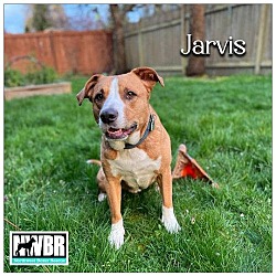 Photo of Jarvis