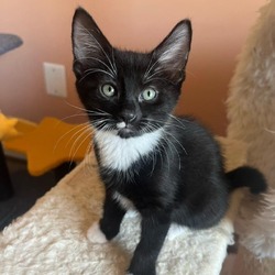 Photo of Marbles kitten: Domino