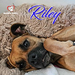 Thumbnail photo of Riley #4