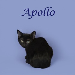 Thumbnail photo of Apollo (C24-139) #3