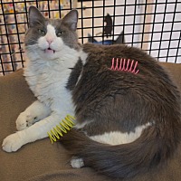 adopt a pet
