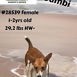 Thumbnail photo of Bambi #2