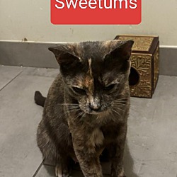 Thumbnail photo of Sweetums #2