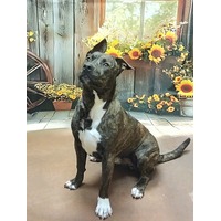 adopt-pet
