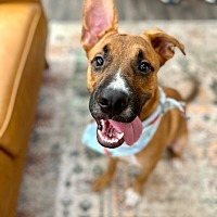 adopt a pet