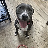 adopt a pet