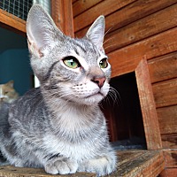 adopt a pet
