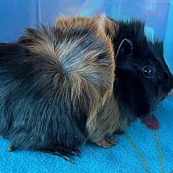 bonded pet photo
