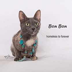 Photo of BonBon