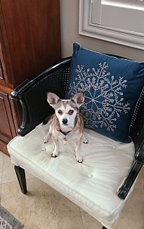 Sophie the Senior Chihuahua Photo #1