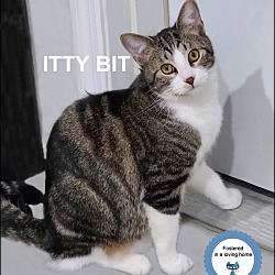 Photo of Itty Bit