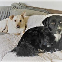 Photo of Baily and Scooter Bonded Pair in Norwalk CT