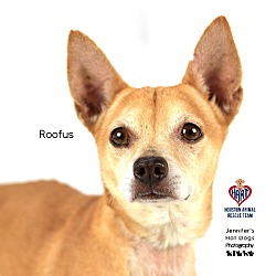 Photo of Roofus