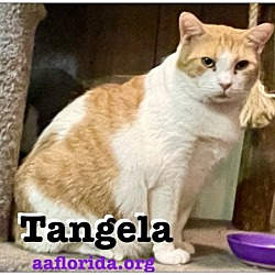 Photo of Tangela