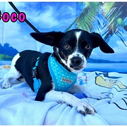 Thumbnail photo of Coco #2