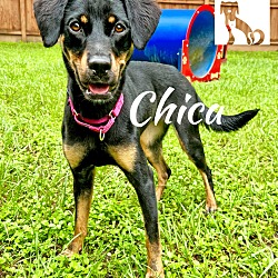 Thumbnail photo of Chica #3