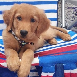 Thumbnail photo of Barley - smart and cuddly golden boy #4