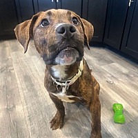 adopt a pet