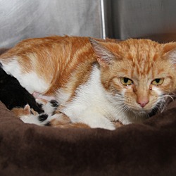 Thumbnail photo of Lorna Doone & Kittens #4