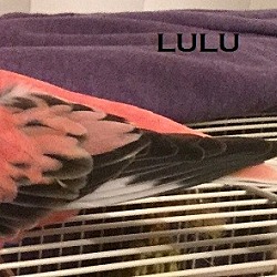 Thumbnail photo of Rosie and Lulu #2